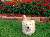 Sunday Funday For You and Your Pup