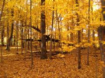Hunters Find Human Remains in Eastern Pa.