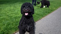 Alleged Plot To Kidnap Obama's <strong>Dog</strong>