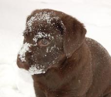 Your Pics: Snow Day Pets