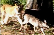 Baby Deer Jumps Into Zoo's Lion Exhibit