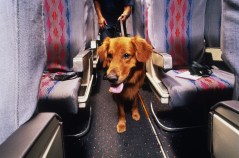 New Airline Caters to Pets Only