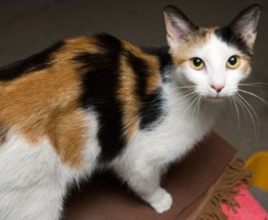Adopt-a-Pet 