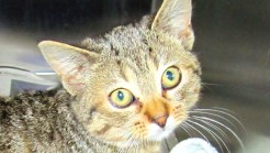 Household Pets Can Predict the Weather