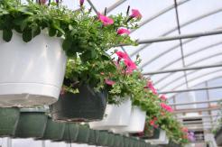 Police Search for ‘Green Thumb’ Bandit