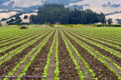 Older Farmers Offered Thousands to Give Up Land