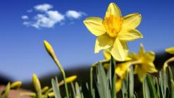 Spotlight! Daffodil Days Pick-up