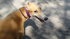 NJ Organizations Looks to Help Greyhounds