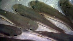 Minnows Missing from NJ Waters
