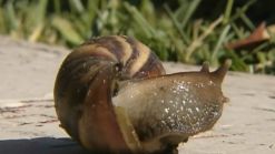 Giant, Toxic Snail Invasion