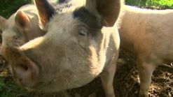 Pot Infused Bacon Now Available