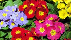 What Will Spring Bring?