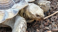 Tortoise on the Lam in Del.