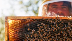 Bees Swarm Building