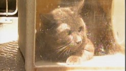 Fire Uncovers Cat Hoarding Case