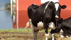Raw Milk From Local Farm Contaminates 35