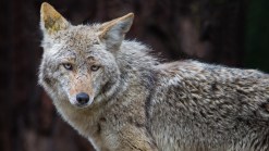 Officials Warn to Not Feed Coyotes