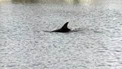 Dolphin Dies in Ocean City Lagoon