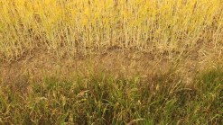 Maintaining Your Lawn During The Summer Heat