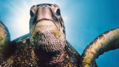 Sea Turtles Hatch Despite Irene and Lee