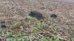 Human Feces Fertilizer Has Neighbors Fuming