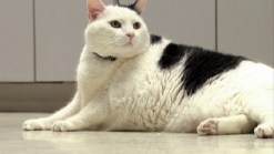 Otto the Fat Cat's Weight Loss Success
