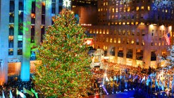 Old Rockefeller Tree Used for Philly Homes