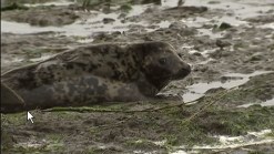 Seal Heads Back to Sea