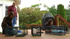 Trap, Neuter, Return