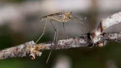 West Nile Virus Discovered in Pottstown