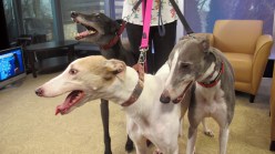 Adopt a Greyhound
