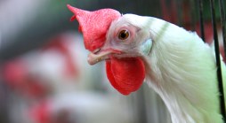A New Way to Compost Chicken Waste