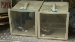 40 Cats Rescued From Alleged Animal Hoarder in Philly