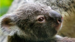 Koalas Move Into New Home