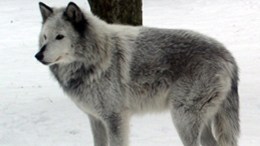 Wolf Escapes Northampton County Facility 