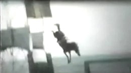 Return of Diving Horses Sparks Controversy 