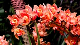 Philly Flower Show Loses $1.2M, Blames the Media