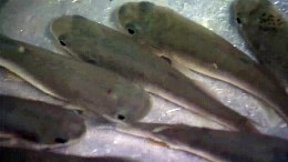 Minnows Missing from NJ Waters