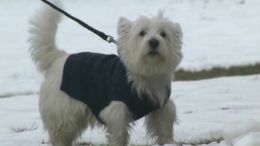 Metal-Tainted Treats Injuring Dogs