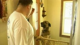 Rabid Raccoon Attacks Dogs