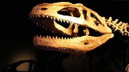 Rare Dinosaur Find Expands Franklin Institute Exhibit