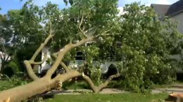 Woman Fights to Save Trees, Tree Falls on Her Home