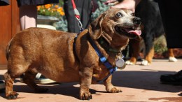 Judge Says Woman Used Dog to Trick Him