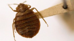 Man Tries to Kill Bed Bugs, Sets Home on Fire