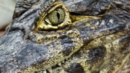 South Florida Neighborhood Plays Host to Crocodile