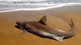 Live Shark Comes Ashore at Rehoboth Beach