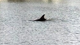 Dolphin Dies in Ocean City Lagoon