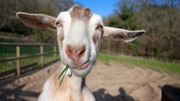 Renegade Goat Backs Up Busy Highway