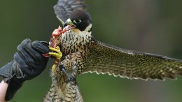 Baby Falcons Nest at City Hall