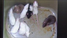 Pizzeria Owner Dumps Mice in Rival Shops: Cops